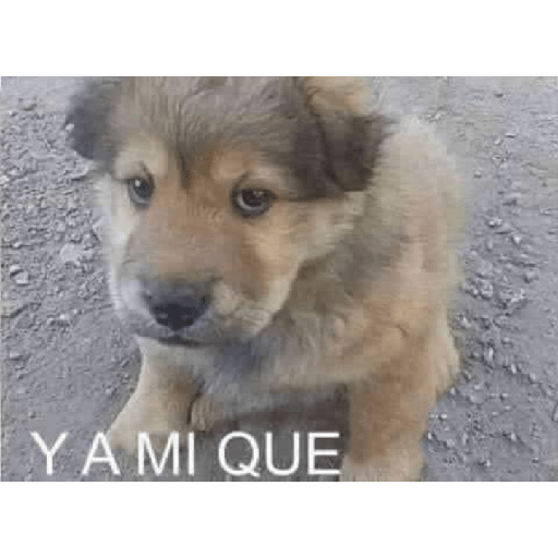 Randomyo17 1