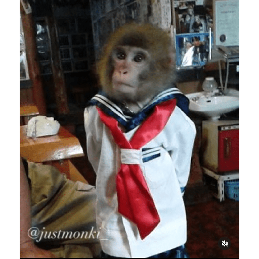Monkey c 8