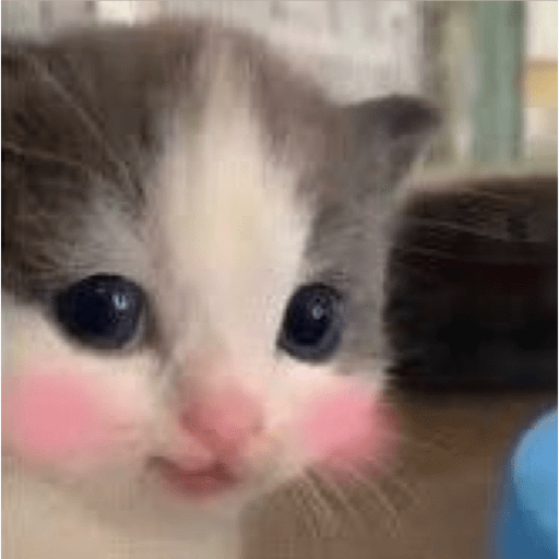 Cats 18