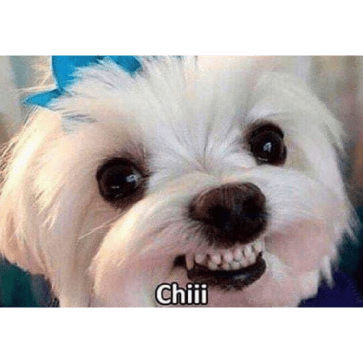 Perritos raros 18