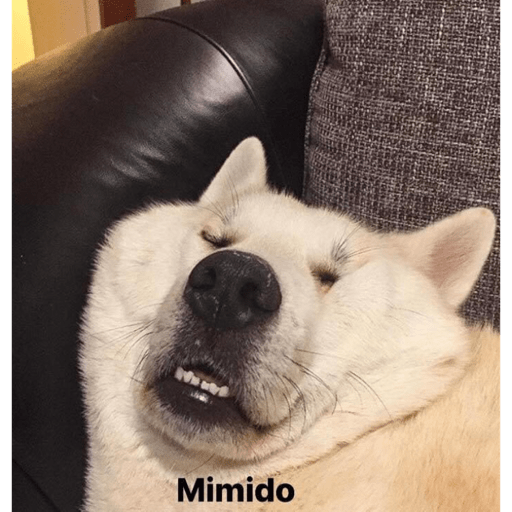 Gatitos y algunos perros 17