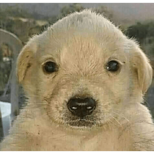 Perritos raros 3