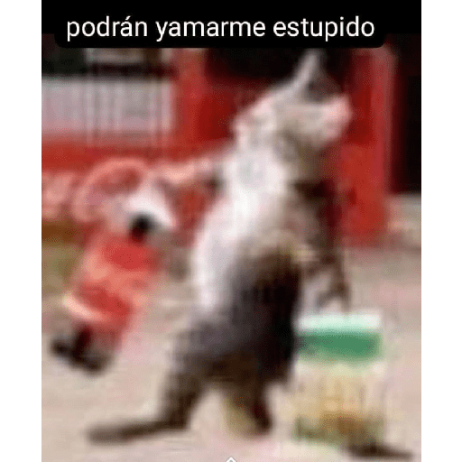 ñoche 4