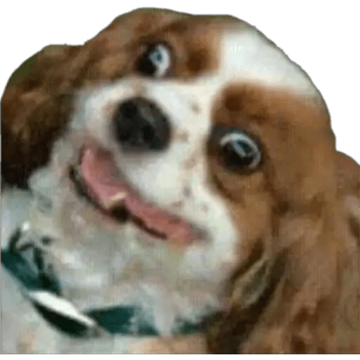 Perritos 2