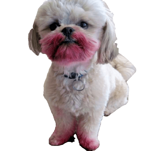 Perritos raros 10