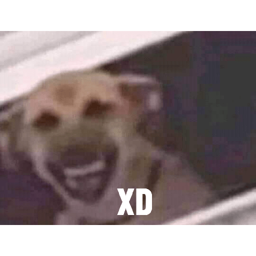 Perritos raros 11