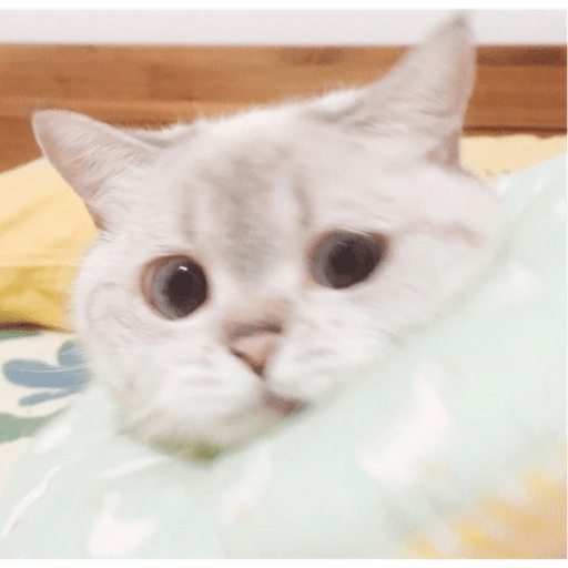 Gatitos y algunos perros 13