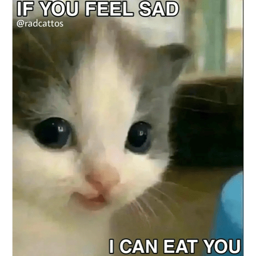 Cats 12