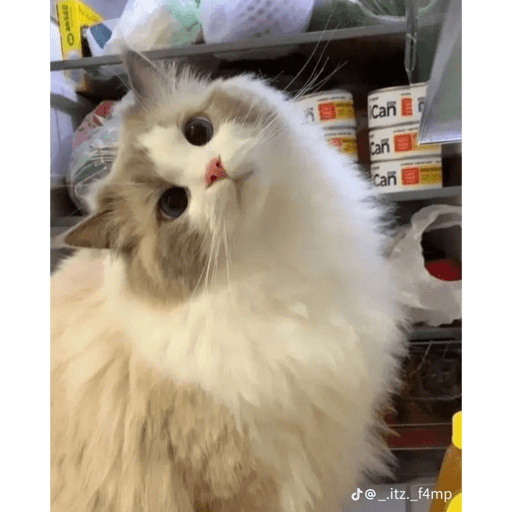 Cats 12