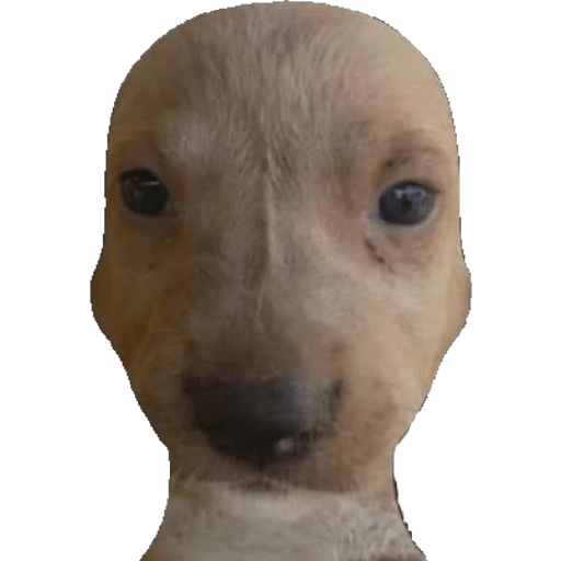 Perritos raros 5