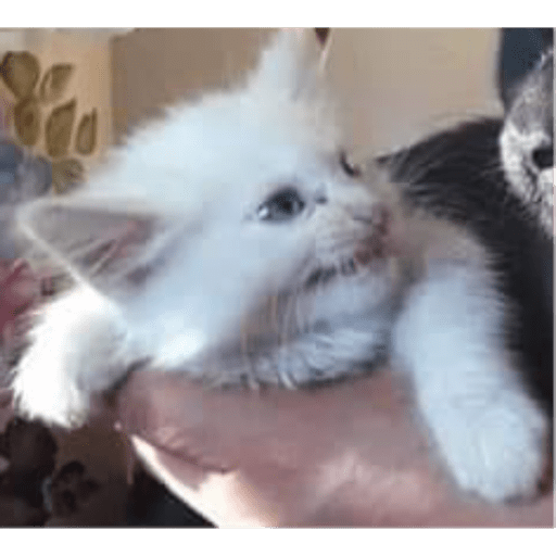 Gatitos y algunos perros 10