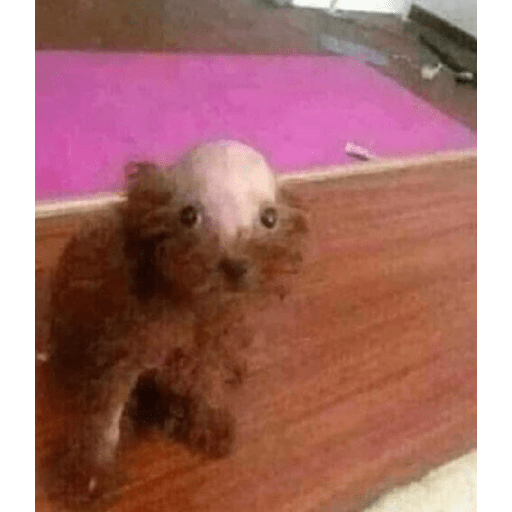 Perritos raros 1