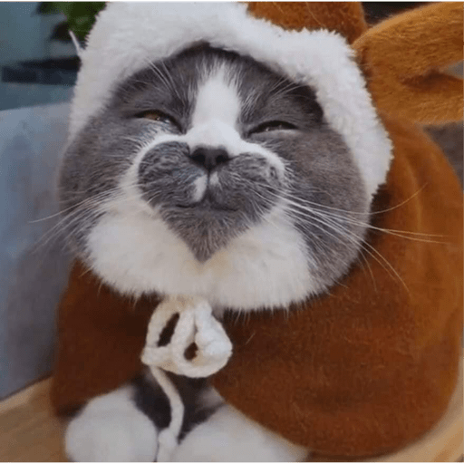 Gatitos y algunos perros 8