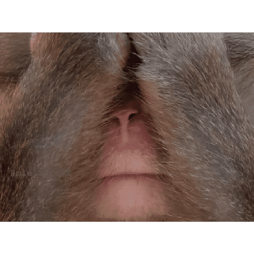Monkey c 2