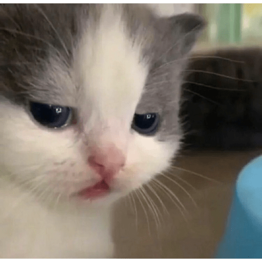 Cats 16