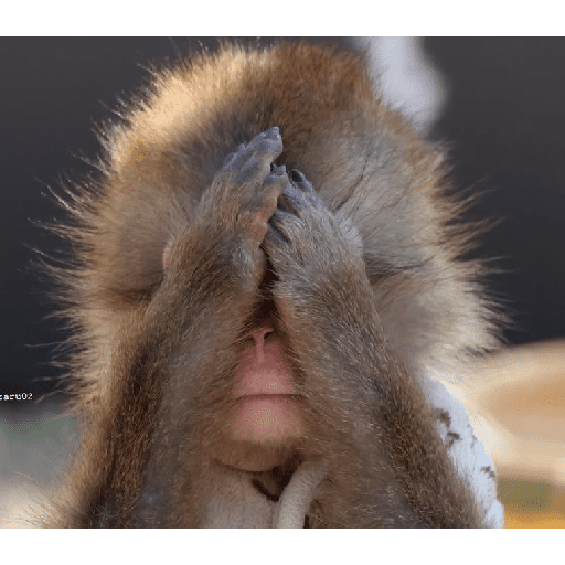 Monkey c 1