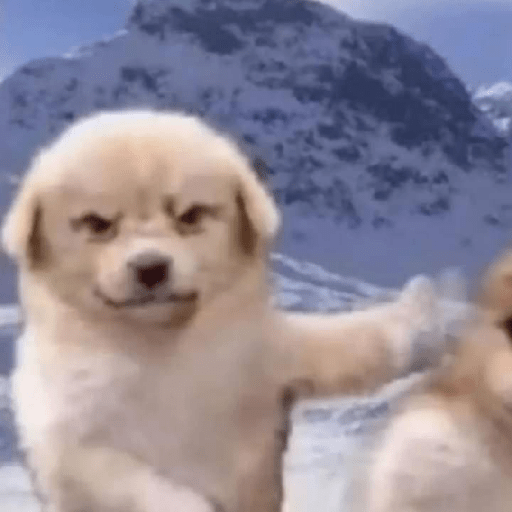 Perritos raros 13