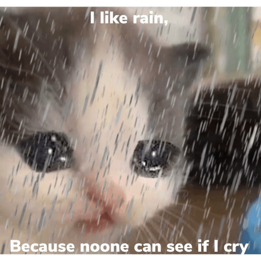 Cats 24