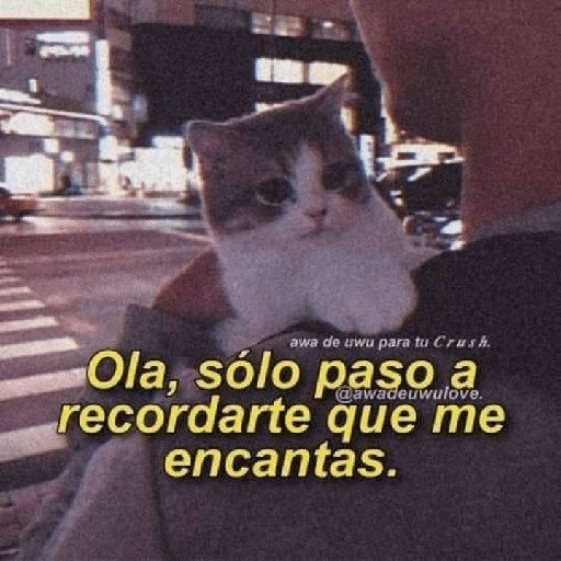 Cute 1