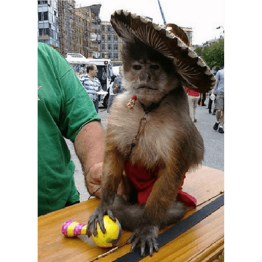 Monkey c 12