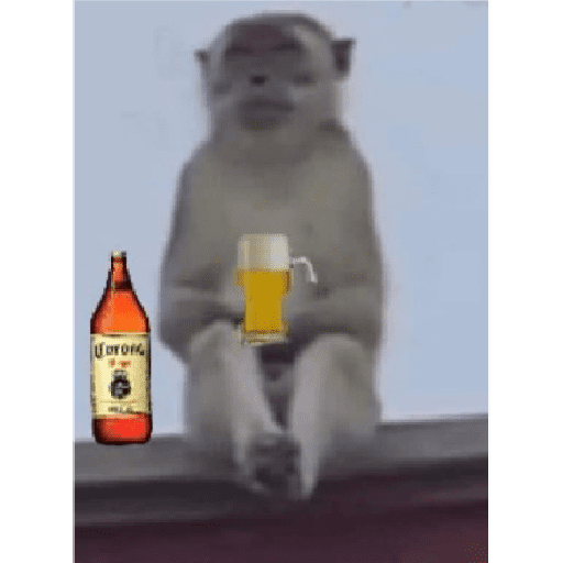 Monkey c 13