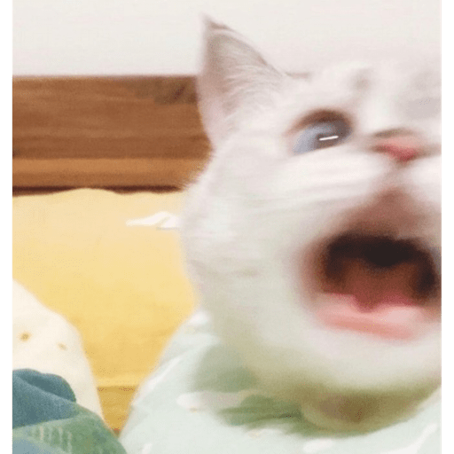 Gatitos y algunos perros 12