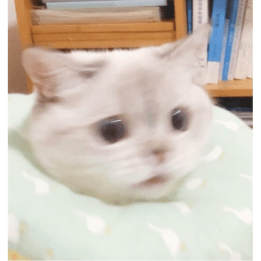Gatitos y algunos perros 14
