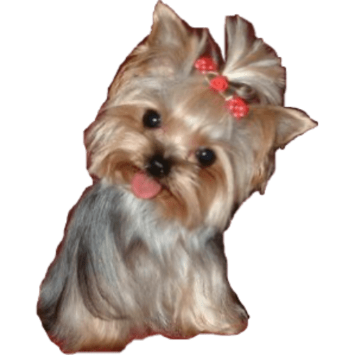 Perritos 9