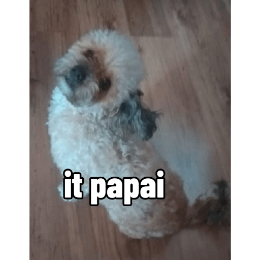 Bella It papai 2