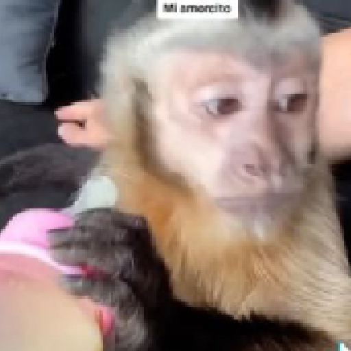 Monkeys monki macaquinhos 9 19