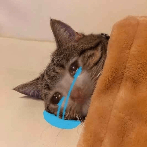 Gatitos sad 4