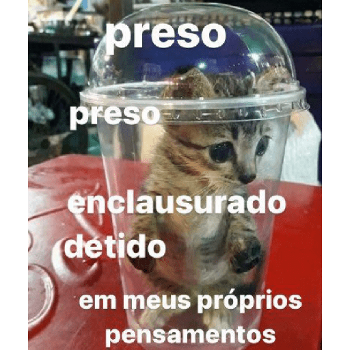 Gatinhos 1