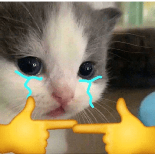 Gatitos sad 16