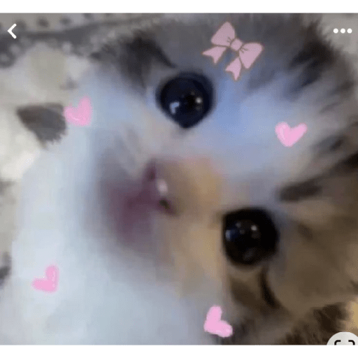 Kucing 6