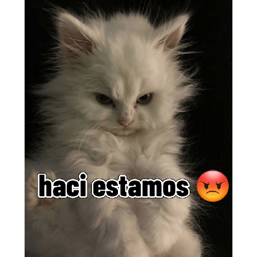 Gatitos tiernos 5