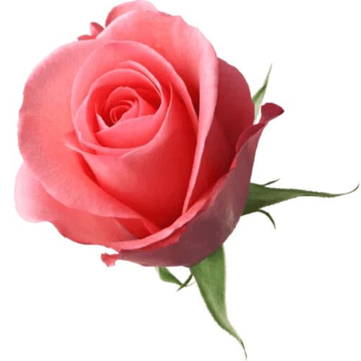 Phool 19