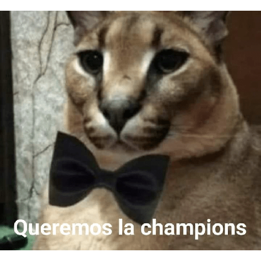 XDD 19