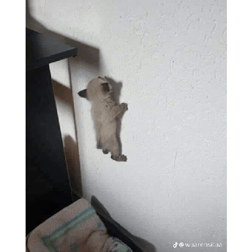 Gatos xd 1