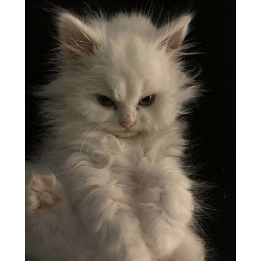 Gatitos tiernos 6