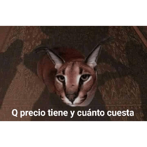 XDD 15