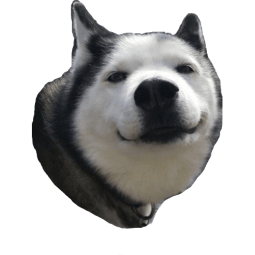 Perritos 5