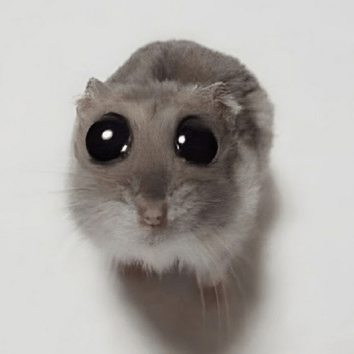 Hamster 🎀 1