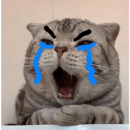 Gatitos sad 6