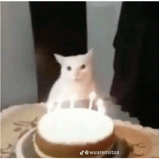 Gatos xd 8