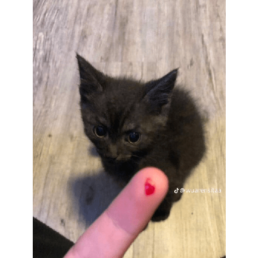 Gatos xd 6