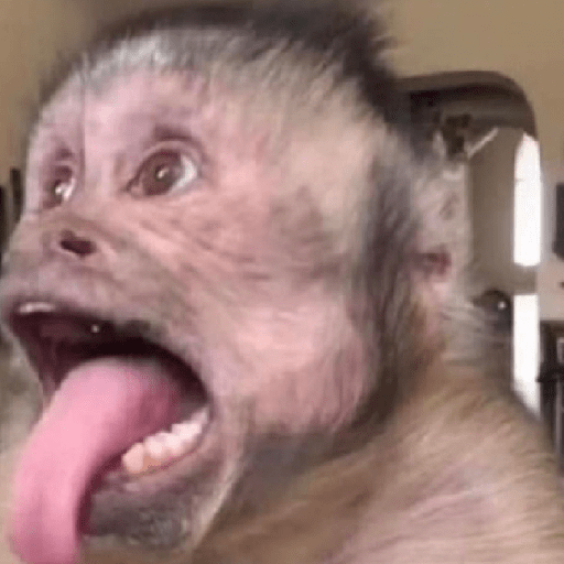 Monkeys monki macaquinhos 9 24