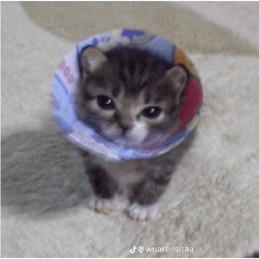 Gatos xd 5