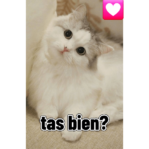 Gatitos tiernos 1