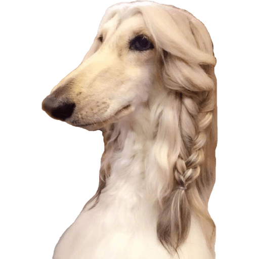 Perritos 15