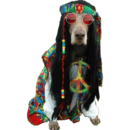 Perritos 16